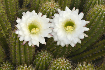 AZ - Echinopsis Candicans.jpg