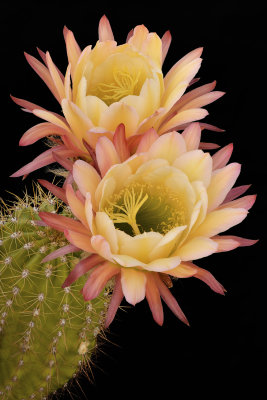 AZ - Echinopsis Creme 1.jpg