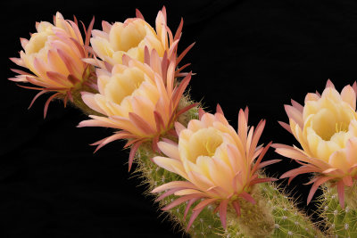 AZ - Echinopsis Creme 2.jpg