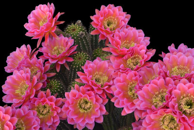 AZ - Echinopsis Fuscia 1.jpg