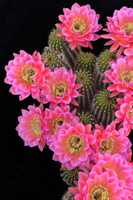 AZ - Echinopsis Fuscia 2.jpg