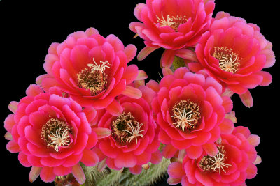 AZ - Echinopsis Hot Pink.jpg