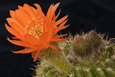 AZ - Echinopsis Orange.jpg