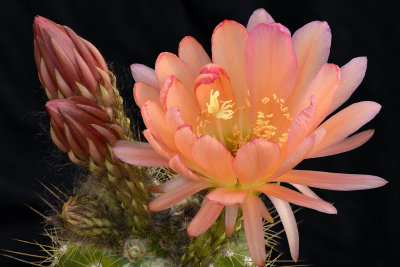 AZ - Echinopsis Peach 3.jpg