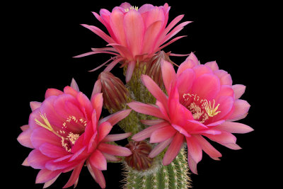 AZ - Rose Echinopsis 8