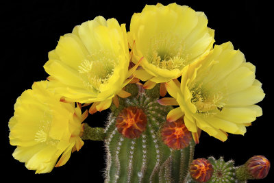 AZ - Echinopsis Yellow 2.jpg