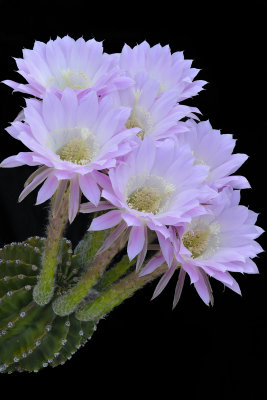 AZ - Echinopsis Easter Lilly 14