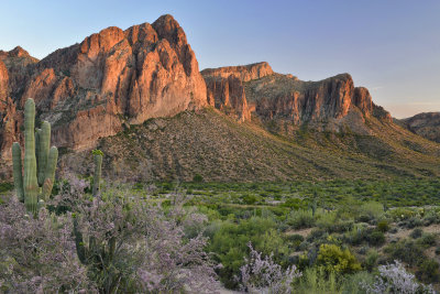 AZ - Goldfield Mountains Ironwood Blooms 4.jpg