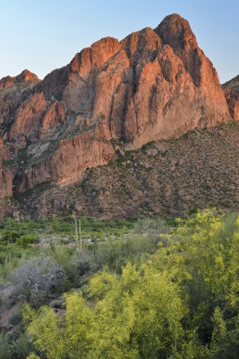 AZ - Goldfield Mountains Palo Verde & Ironwood Blooms 4.jpg