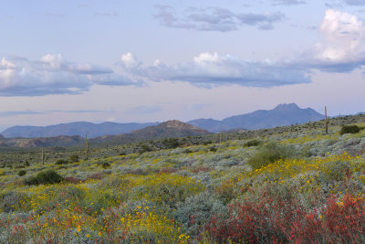 AZ - Lost Dutchman SP Flowers 5.jpg