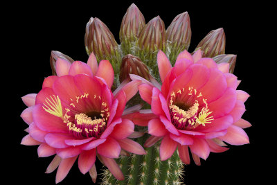 AZ - Rose Echinopsis 9