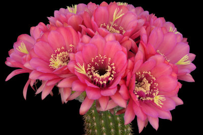 AZ - Rose Echinopsis 10