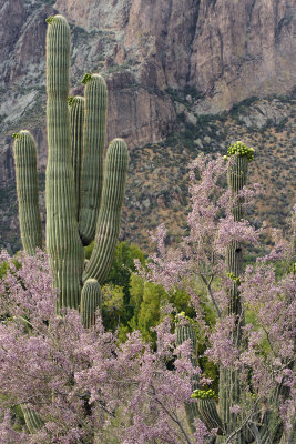 AZ - Saguaro & Ironwoods Blooms