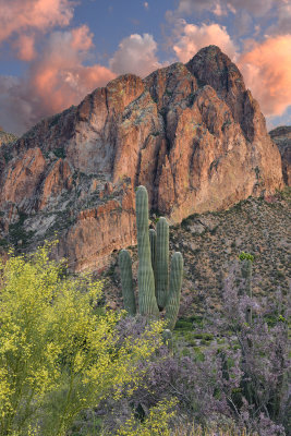 AZ - Goldfield Mountains & Ironwood & Palo Verde Blossoms at Sunset 2.jpg