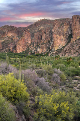 AZ - Goldfield Mountains & Ironwood & Palo Verde Blossoms at Sunset.jpg