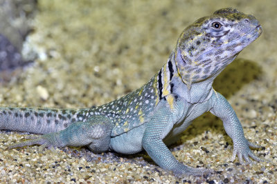 Collared Lizard Male 1.jpg