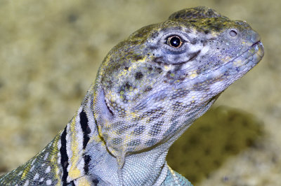 Collared Lizard Male 2.jpg