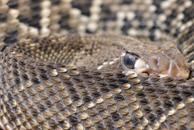 Mexican Western Rattlesnake1.jpg