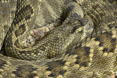 Mojave Rattlesnake.jpg