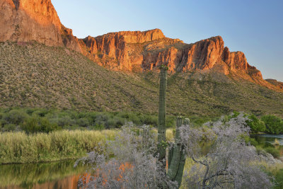 Salt River Ironwood Blossoms 2.jpg