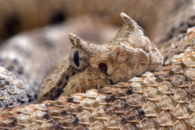 Sonoran Desert Sidewinder 3.jpg