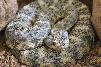 Speckled Rattlesnake 2.jpg