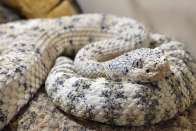 White Speckled Rattlesnake 1.jpg