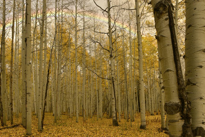 CO - Hahn's Peak Aspen Rainbow