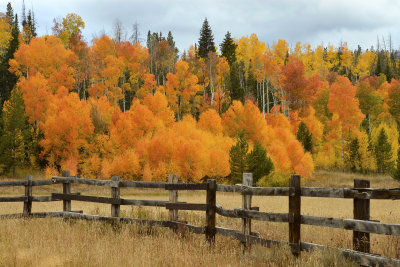 CO - Hahn's Peak Fall Color & Fence 7