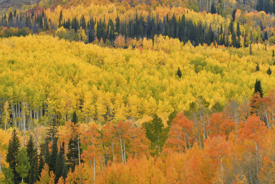 Fall Treescape 1.jpg