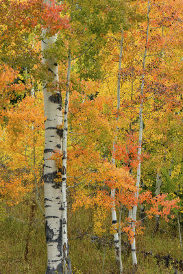 Fall Treescape 13.jpg
