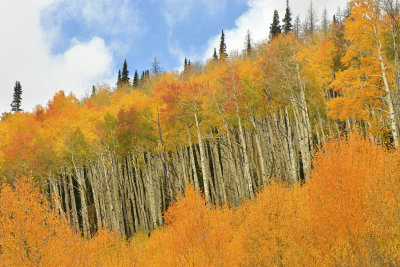 CO - Hahn's Peak Fall Treescape 14