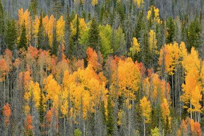 Fall Treescape 15.jpg