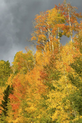 CO - Hahn's Peak Fall Treescape 16
