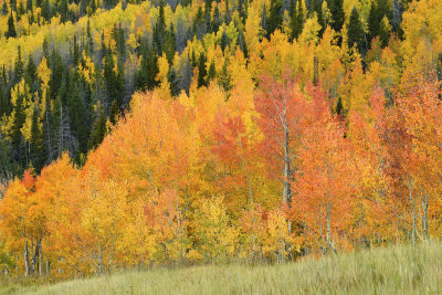 Fall Treescape 17.jpg
