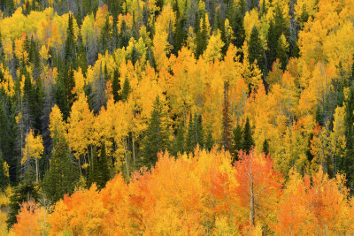 Fall Treescape 19.jpg