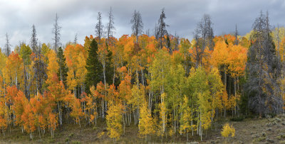 CO - Hahn's Peak Fall Treescape 2