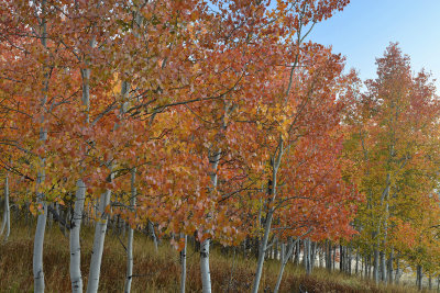 Fall Treescape 20.jpg