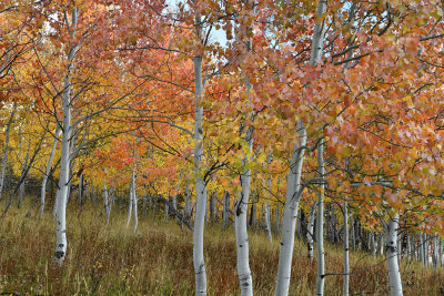Fall Treescape 21.jpg