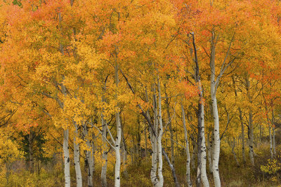 Fall Treescape 4 .jpg