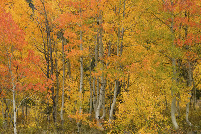 Fall Treescape 6.jpg