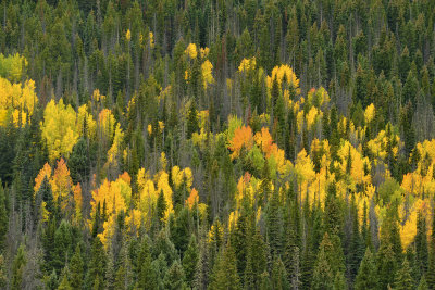Fall Treescape 9.jpg