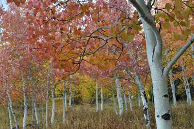 CO - Hahn's Peak Fall Treescape 22