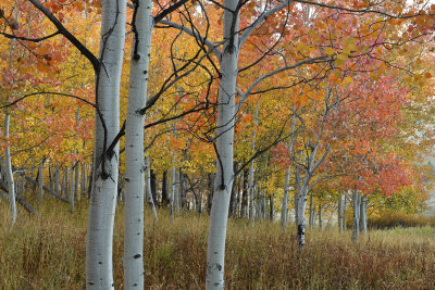 Fall Treescape 23.jpg