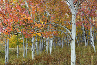 CO - Hahn's Peak Fall Treescape 24