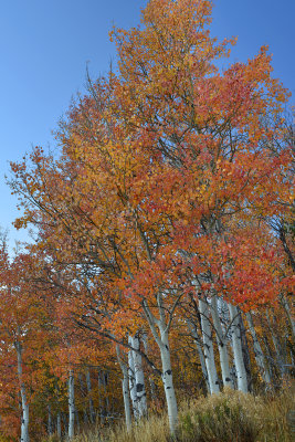 CO - Hahn's Peak Fall Treescape 25