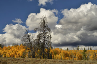 CO - Hahn's Peak Fall Treescape 27