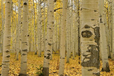 CO - Hahn's Peak Fall Treescape 29