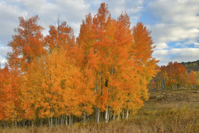 Fall Treescape 30.jpg