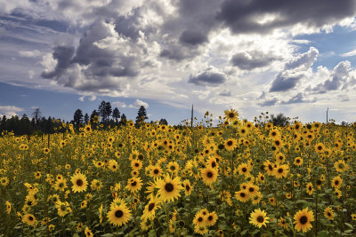 AZ - Flagstaff Flower Field 1